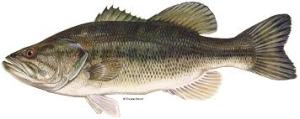 Largemouth Bass pic